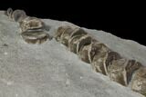 Ichthyosaur Vertebrae Column - Posidonia Shale, Germany #114214-3